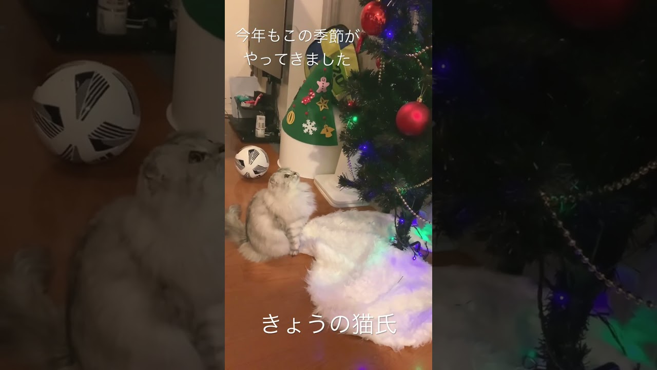 きょうの猫氏 #shorts #cat #猫 #スコティッシュフォールド