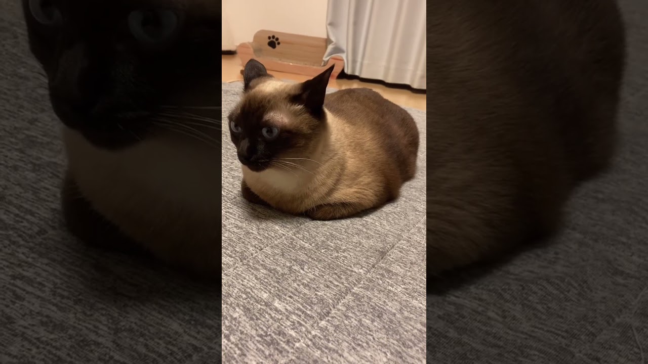 おててないないのねこ