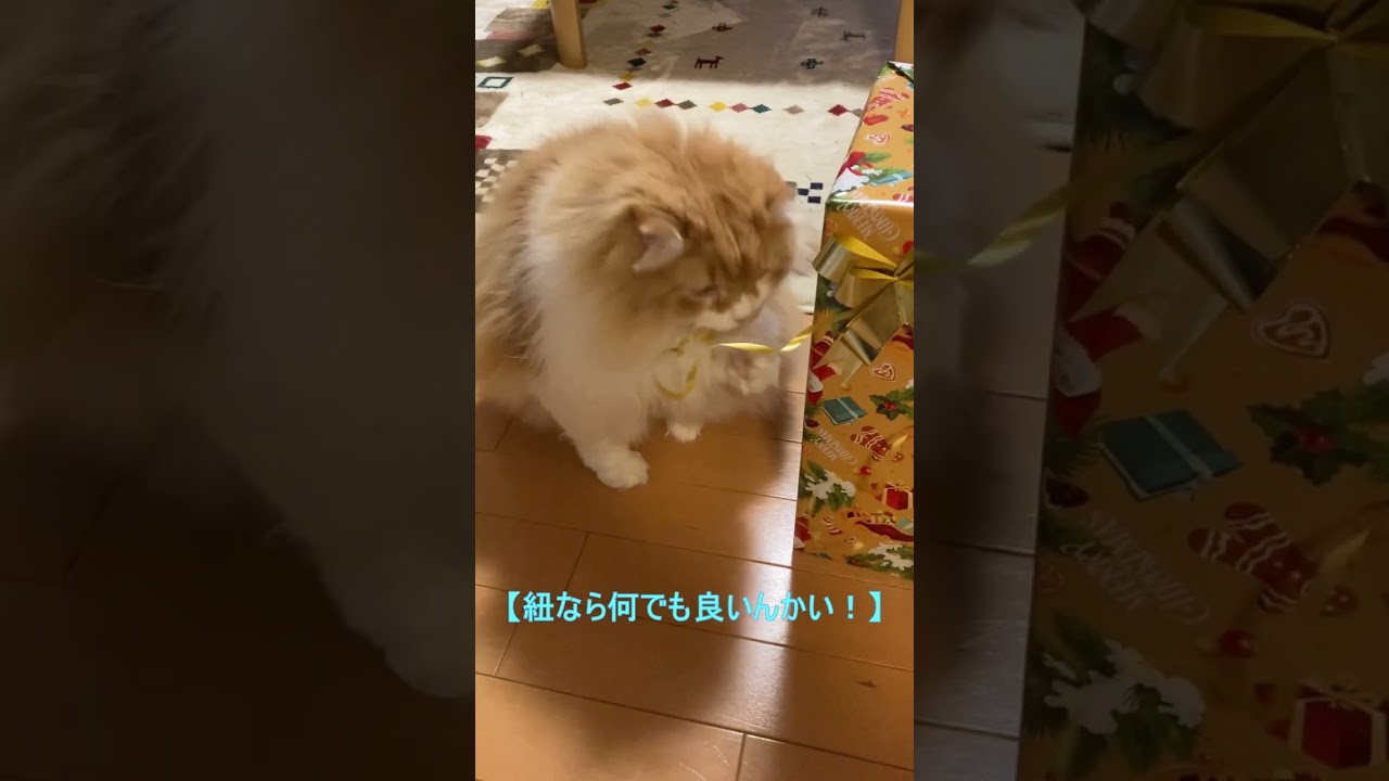 耳どうした？(笑) #shorts  #猫 #アメリカンカール #cat
