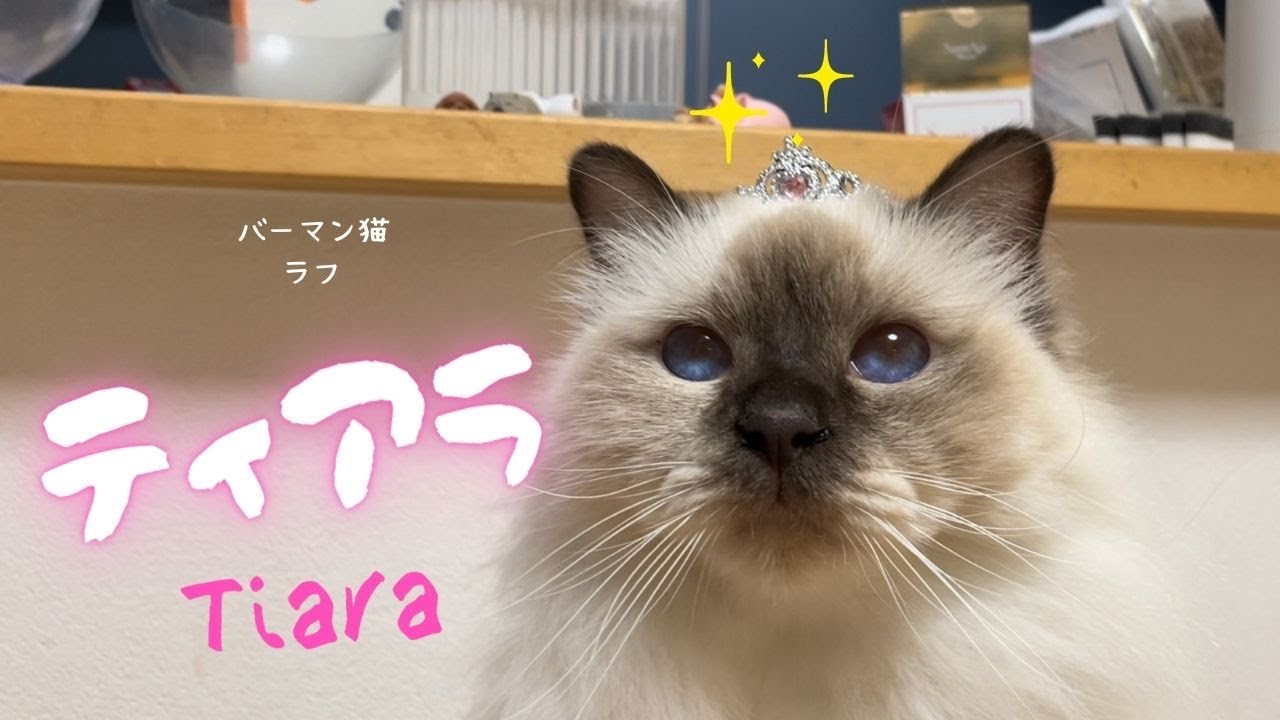 バーマン猫ラフ【ティアラ】Tiara（バーマン猫）Birman/Cat