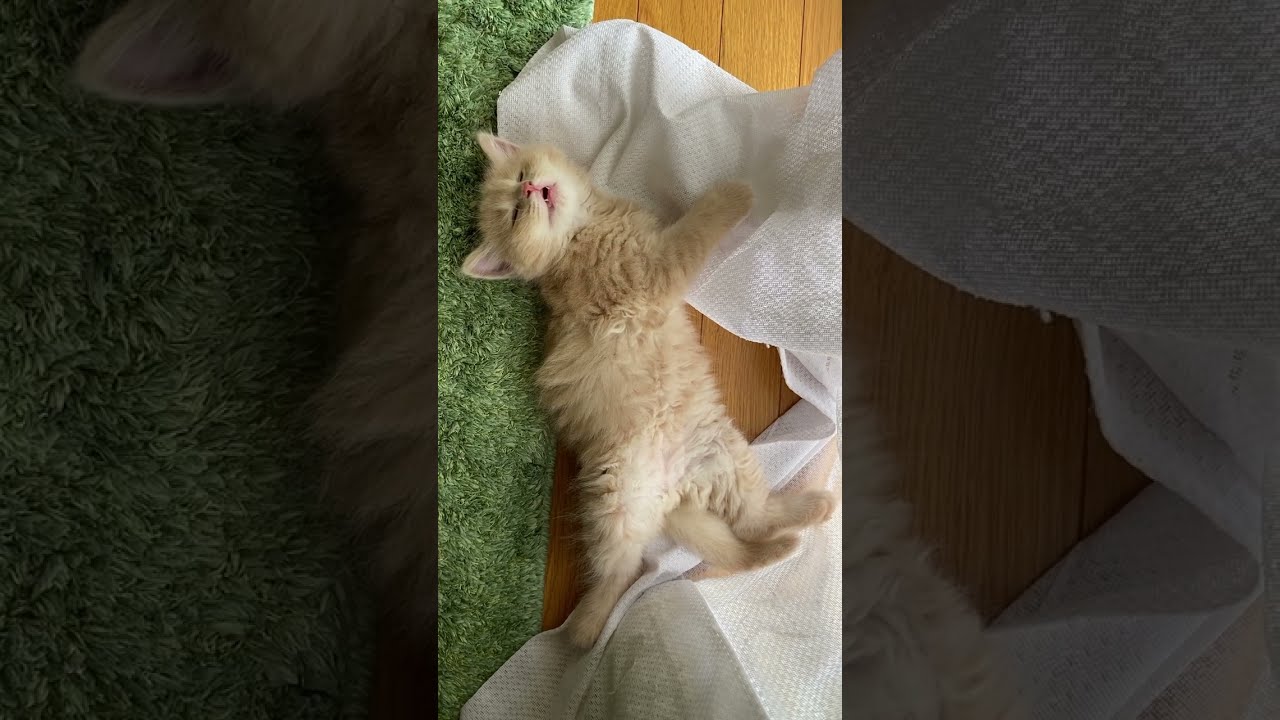 へそ天で眠る子猫！目も口も半開き【サイベリアン】 #shorts