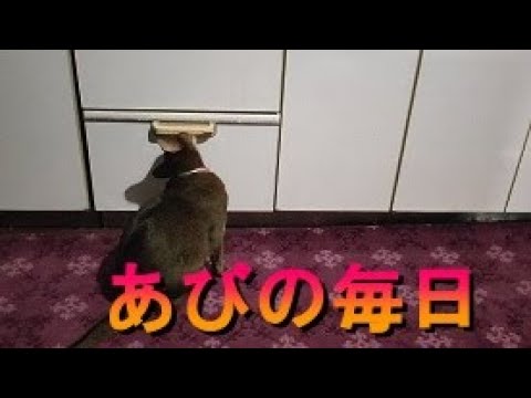 ネコ動画あび＃306　あびの毎日　アビシニアン　あび