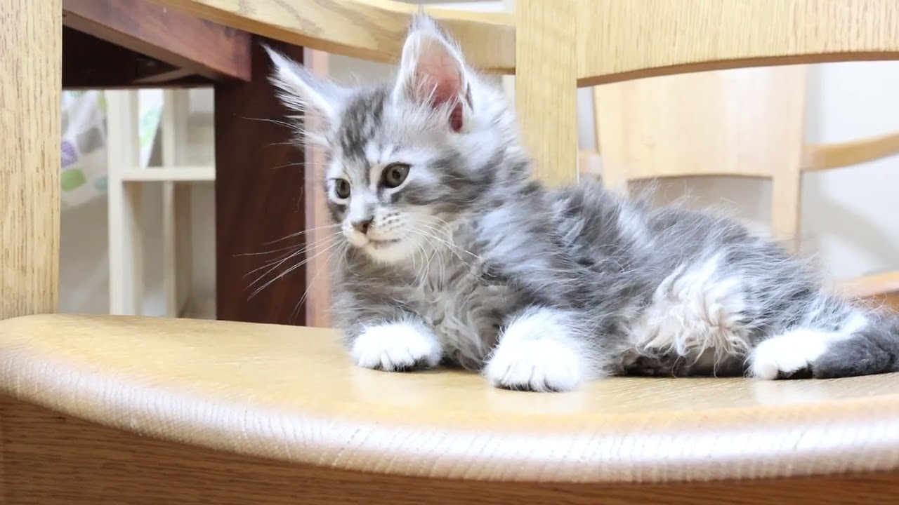 生後58日シルバーのメインクーン子猫とろろ君