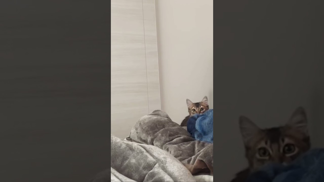 にょろ〜っと出てくる猫 #ソマリ #癒し猫動画  #しっぽ吸い