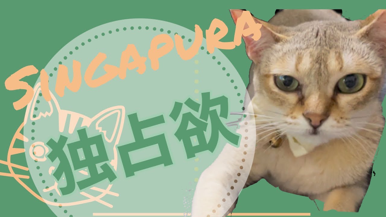 シンガプーラは独占欲が強いらしい　Singapura seems to have a strong desire for exclusivity