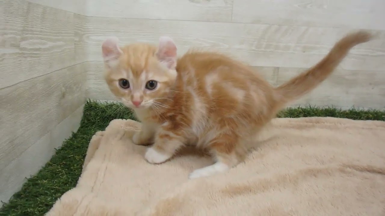 Coo&RIKU　No00570049 アメリカンカール