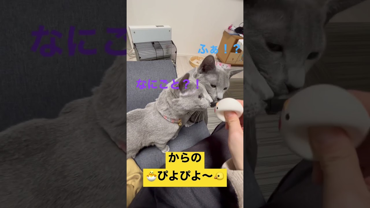 新しいおもちゃで遊んでみた#猫 #ロシアンブルー #子猫 #cat #catcute