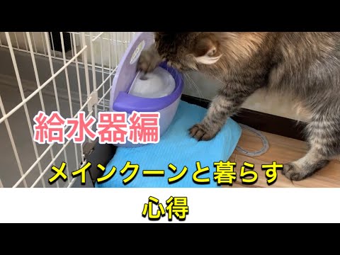 『メインクーンと暮らす心得』⭐️給水器編　メインクーン専門猫カフェmof.mof