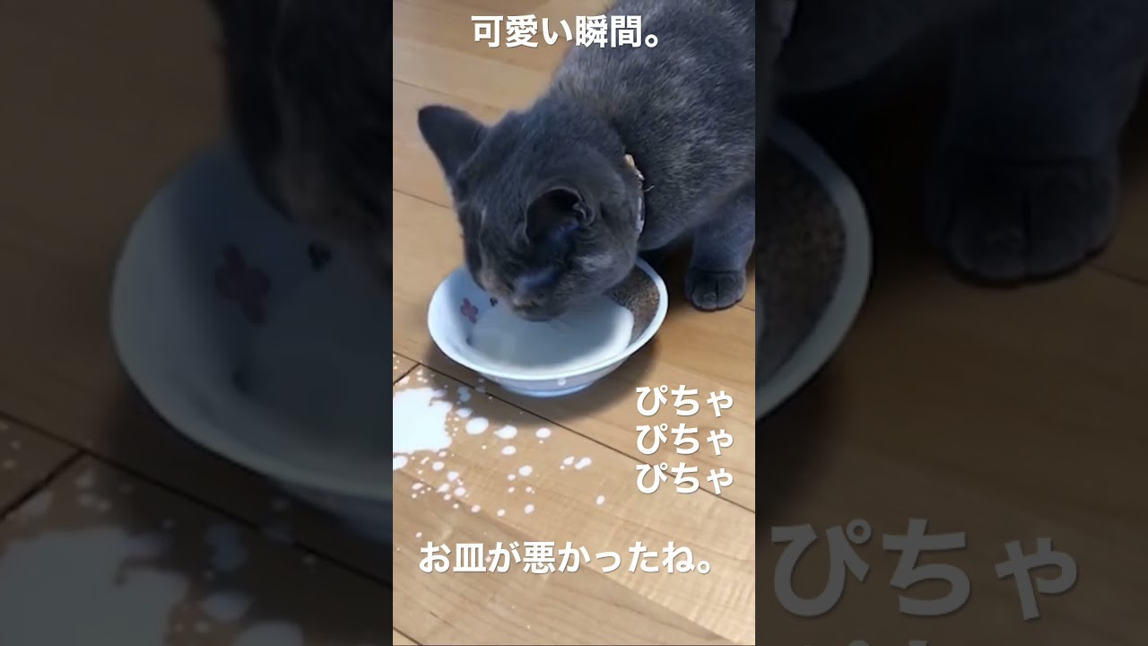 「子猫」これは大失敗。 #ブリティッシュショートヘアー #猫 #子猫