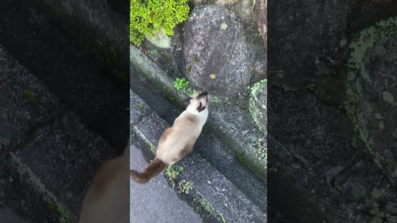 ジャンプするシャム猫
