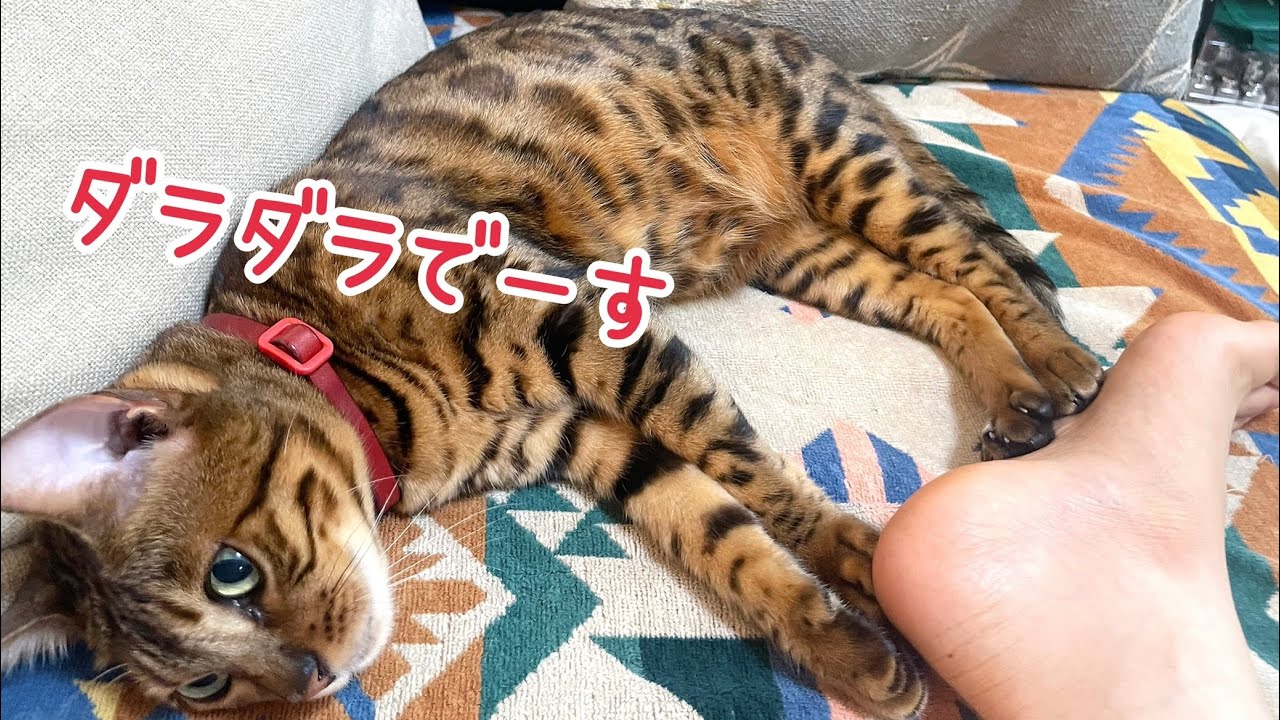 朝から一緒にゴロゴロしてくれる美人猫さん