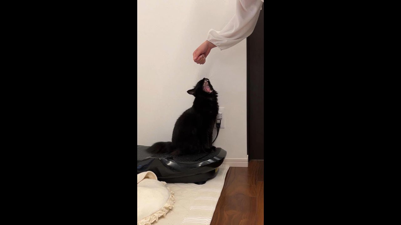 「私だけ見て」と大声でしゃべる猫がかわい過ぎた