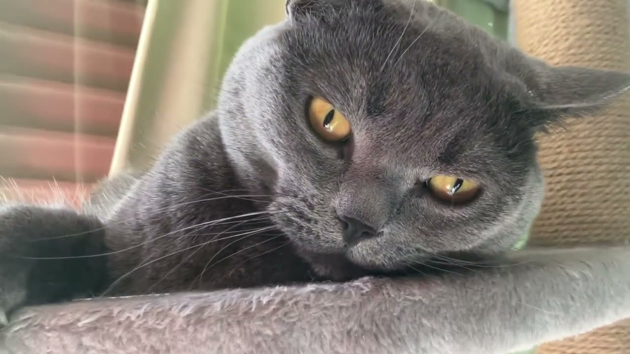 新春お慶び申し上げます #猫 #ブリティッシュショートヘア #保護猫