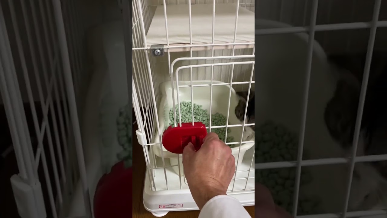 マンチカン猫のラピちゃん　下僕が帰宅すると…