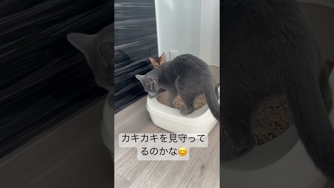 ただトイレしてただけなのに・・・#猫 #ロシアンブルー #ベンガル猫 #どうして #トイレ