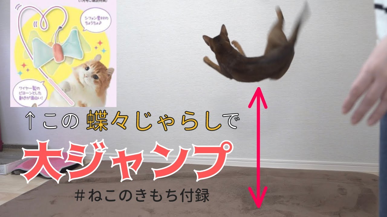 【ねこのきもち】付録・蝶々じゃらしで大ジャンプするアビシニアン