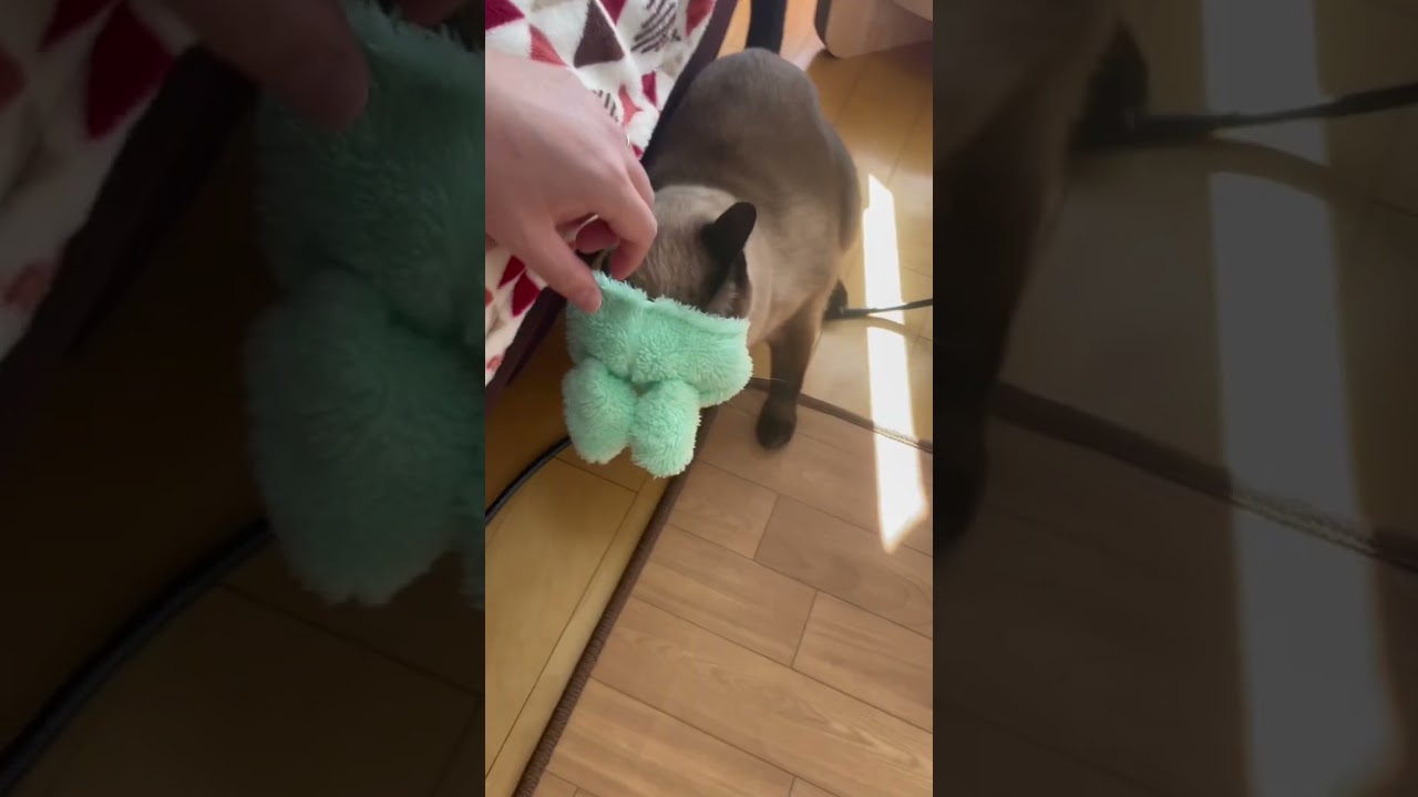 被り物苦手なのー！ #shorts #ねこ #猫 #猫動画 #トンキニーズ