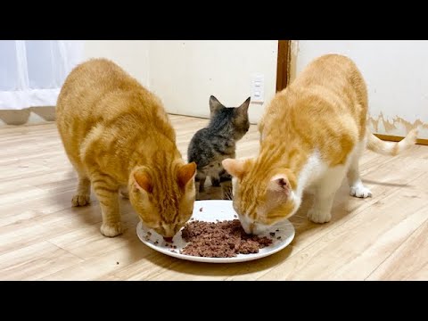 ご飯に興奮してどこか行っちゃう子猫