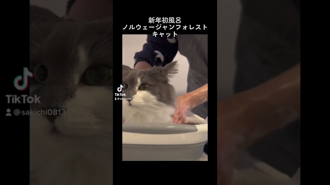 新年初風呂♨️カピバラみたいなノルウェージャンフォレストキャット