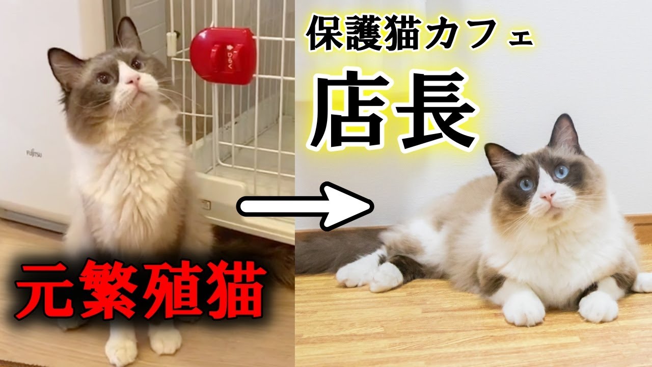元繁殖場のラグドールが保護猫カフェの店長になるまでの軌跡