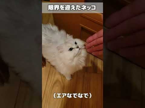 お留守番が寂しくてしょうがなかったようです #shorts