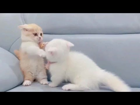 いたずら子猫 etc