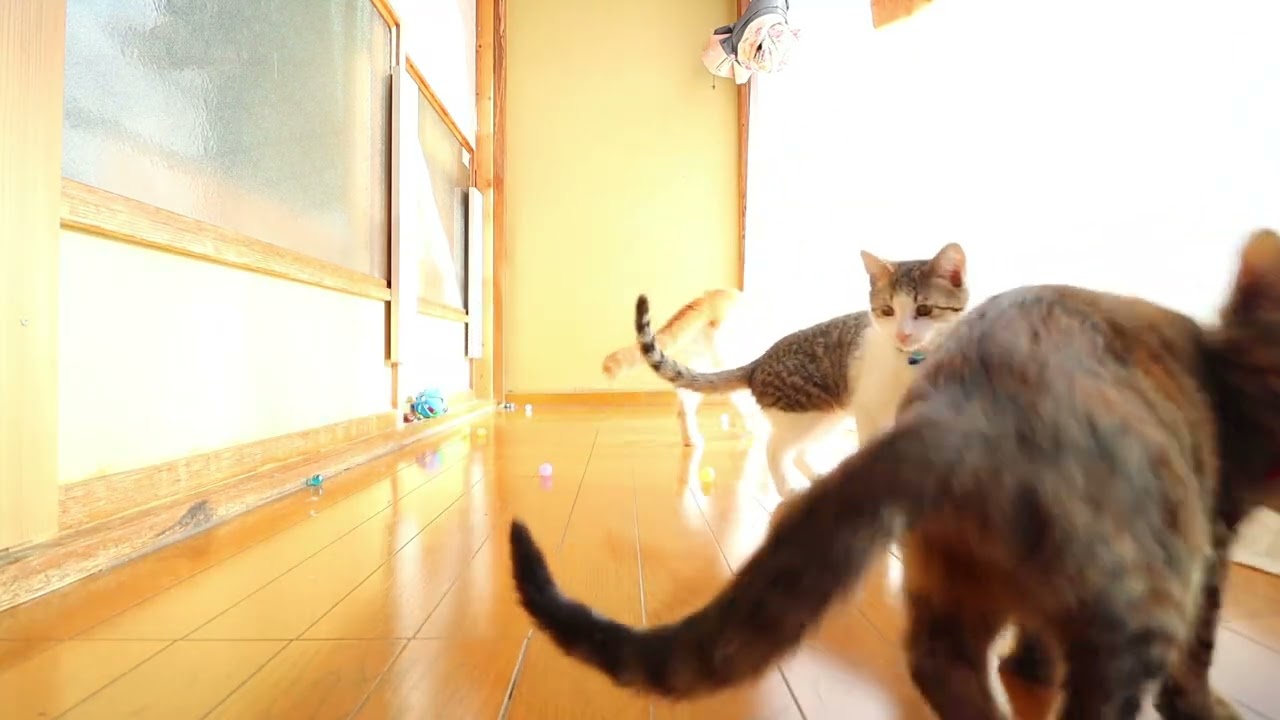 スーパーボールで遊ぶ子猫たち　230108