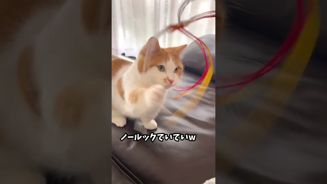 ノールック【短足マンチカン】