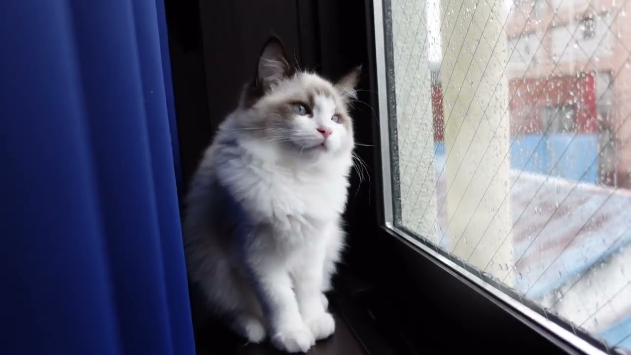 【ラグドール】ニャルソック中に邪魔しないで下さい【子猫】