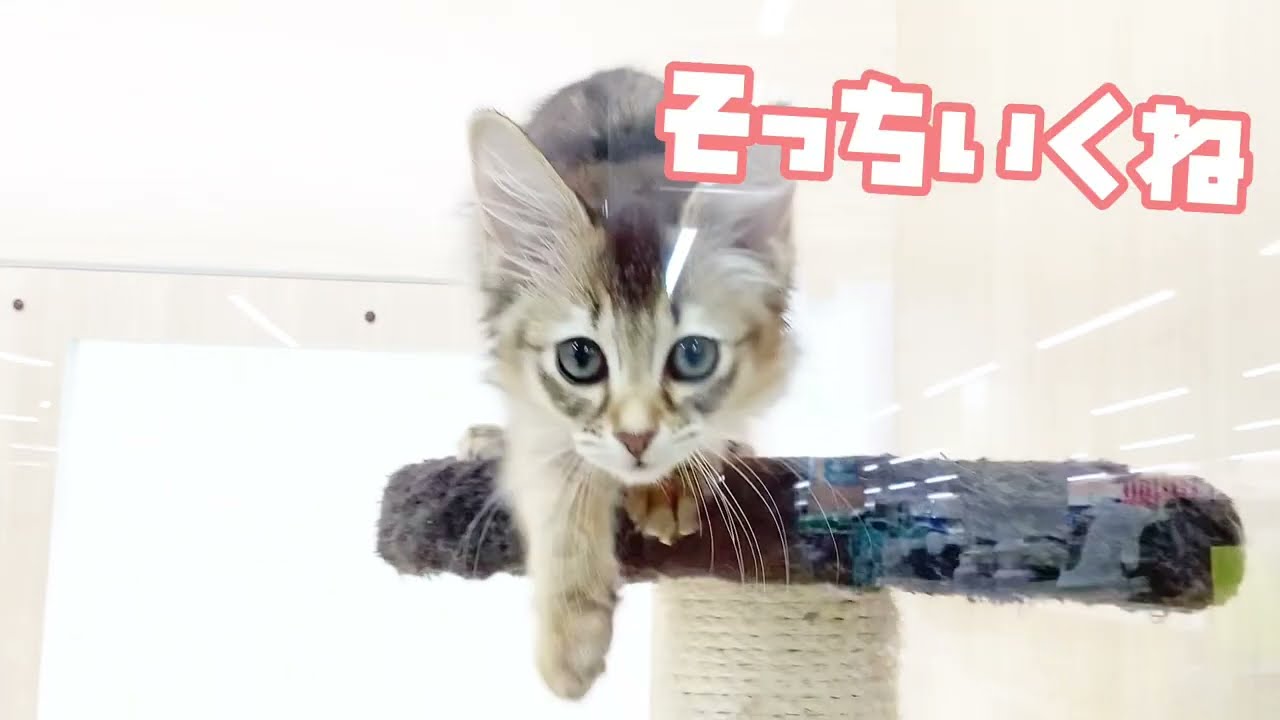 【ソマリ】ようこそ高井戸店へ