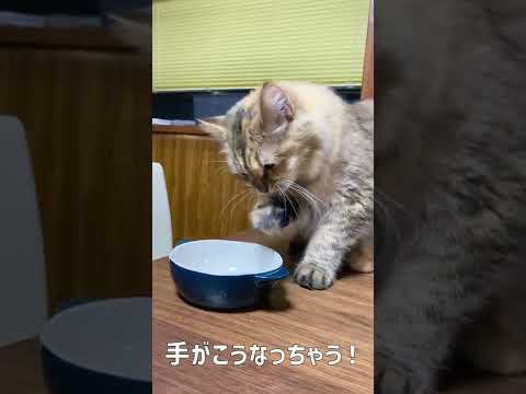 おやつを食べるときのクセがかわいい猫【サイベリアン】 #shorts