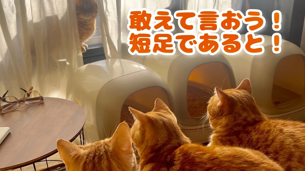 ぼくたち、短足マンチカン！