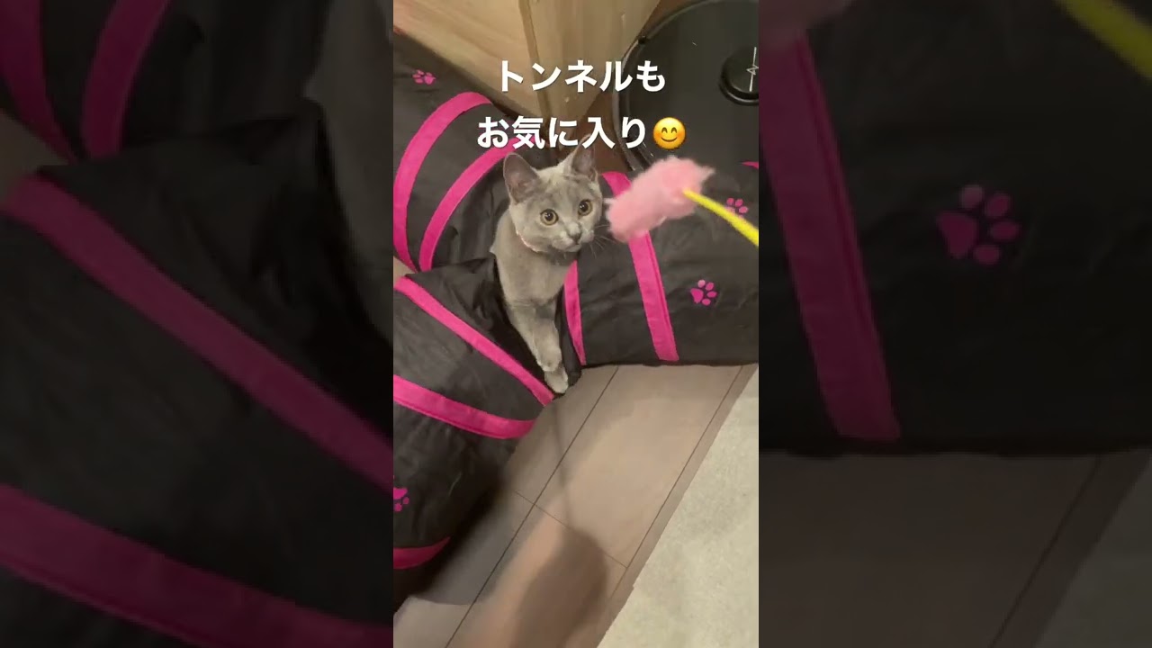 トンネルで「これ何？猫」をやってみた #シャルトリュー #子猫 #ねこのいる暮らし #shorts