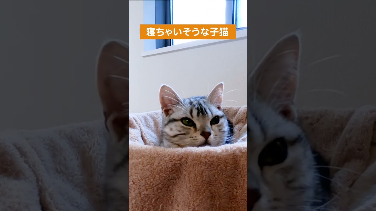 寝ちゃいそうな子猫【アメリカンショートヘアー】 #shorts #猫 #子猫