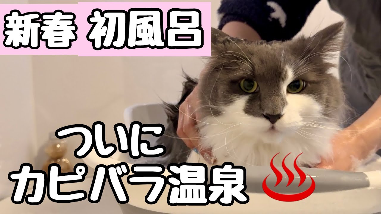 【猫お風呂】新春3匹をシャンプー❗️湯船の気持ち良さに気付いた猫がカピバラ温泉状態になりました（笑）ノルウェージャンフォレストキャット
