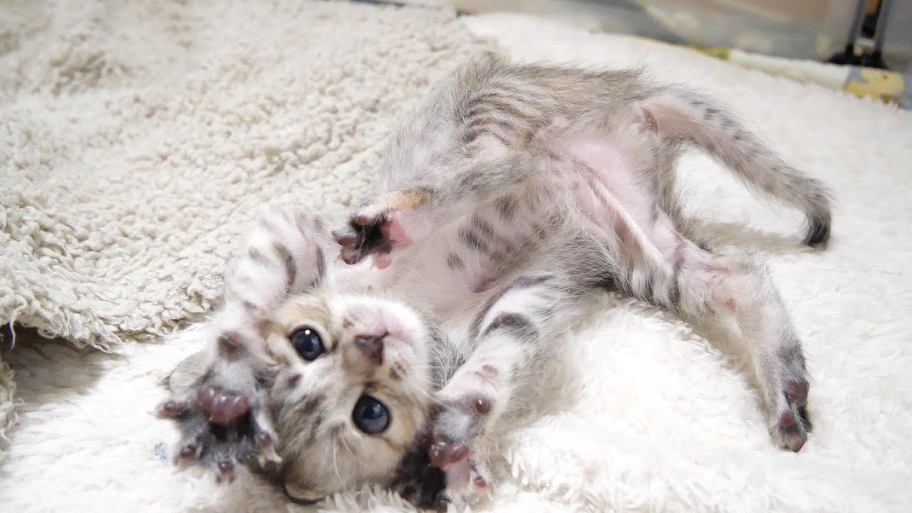 いそいでトイレに駆け込む子猫をみて一緒にトイレに入る子猫【赤ちゃん猫　保護猫】