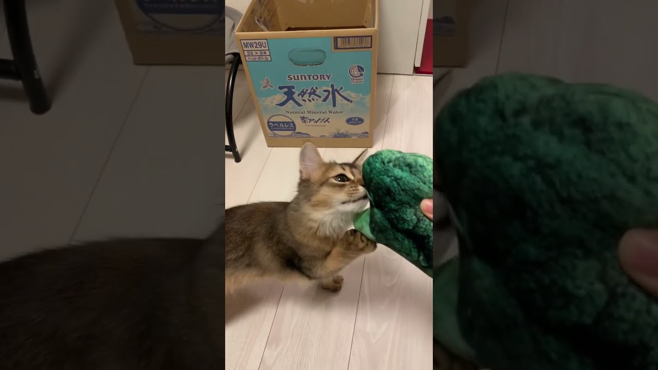 #猫動画 #ソマリ #しっぽ吸い