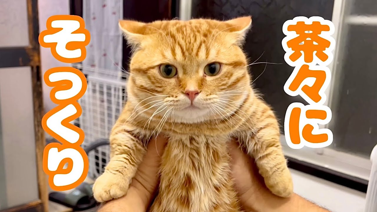 茶々パパに瓜二つになってきたぽちゃくん