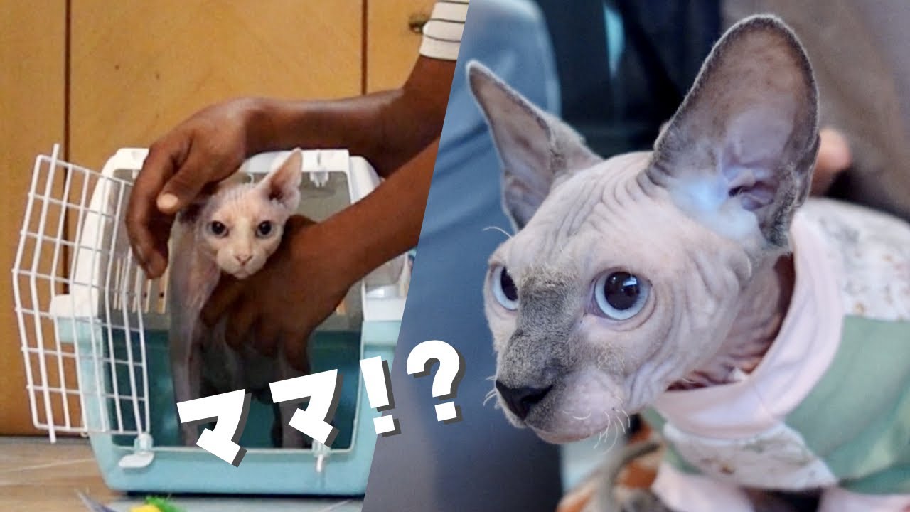 母猫と奇跡的な再会を果たした子猫【スフィンクス猫】