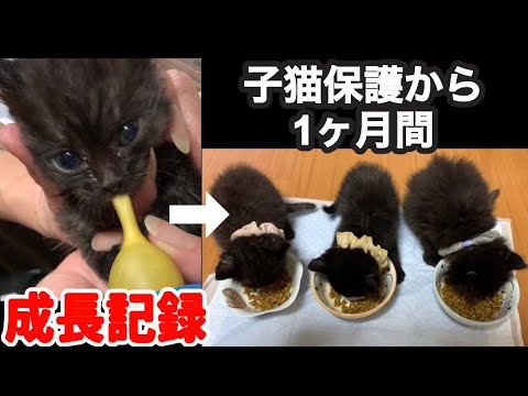 母親とはぐれた3匹の子猫を保護して1ヶ月間の成長記録まとめ