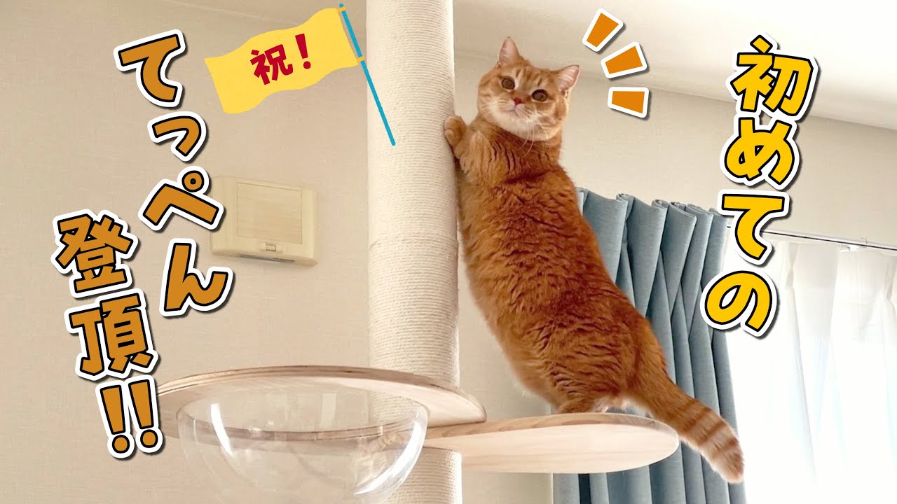 高い所を知らない猫がついにキャットタワーのてっぺんに登りました！