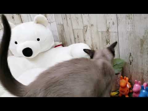 Coo&RIKU　No607752　トンキニーズ