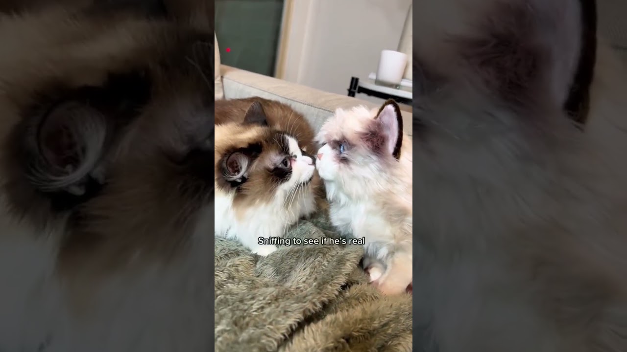 DO YOU GUYS THINK IT WORKED! 😅 #shorts #viral