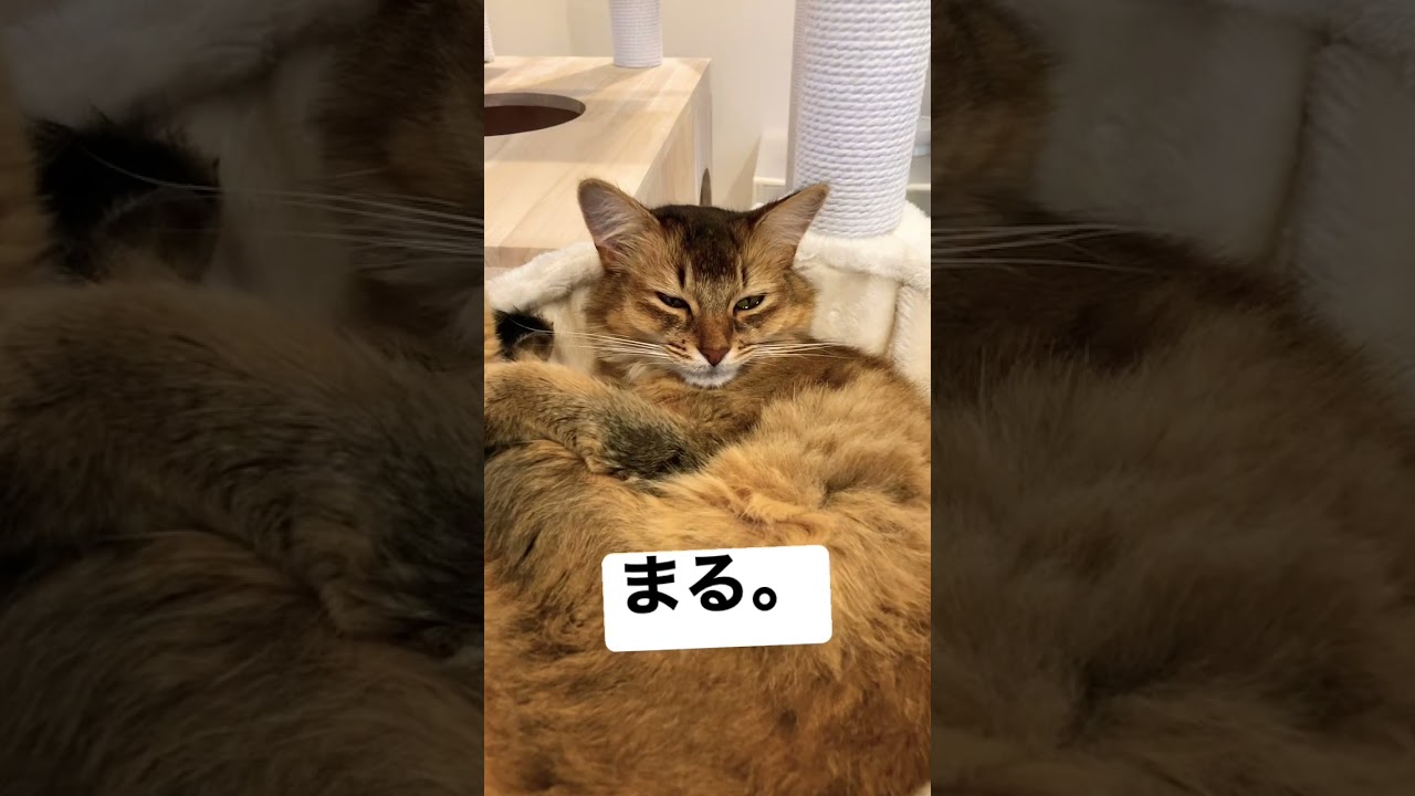 丸いソマリ。#shorts #cat