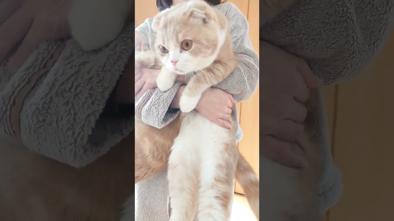 脱走猫捕獲してみた　お姉ちゃん凄い（笑） #スコティッシュフォールド #マンチカン短足 #猫