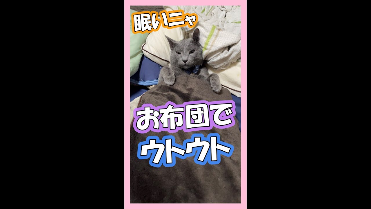 お布団を被ってウトウトしているロシアンブルー #Shorts