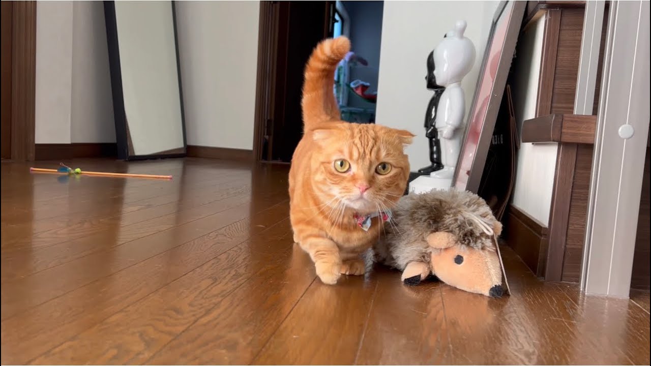 どこに行ってもくっつき虫の甘えん坊短足猫