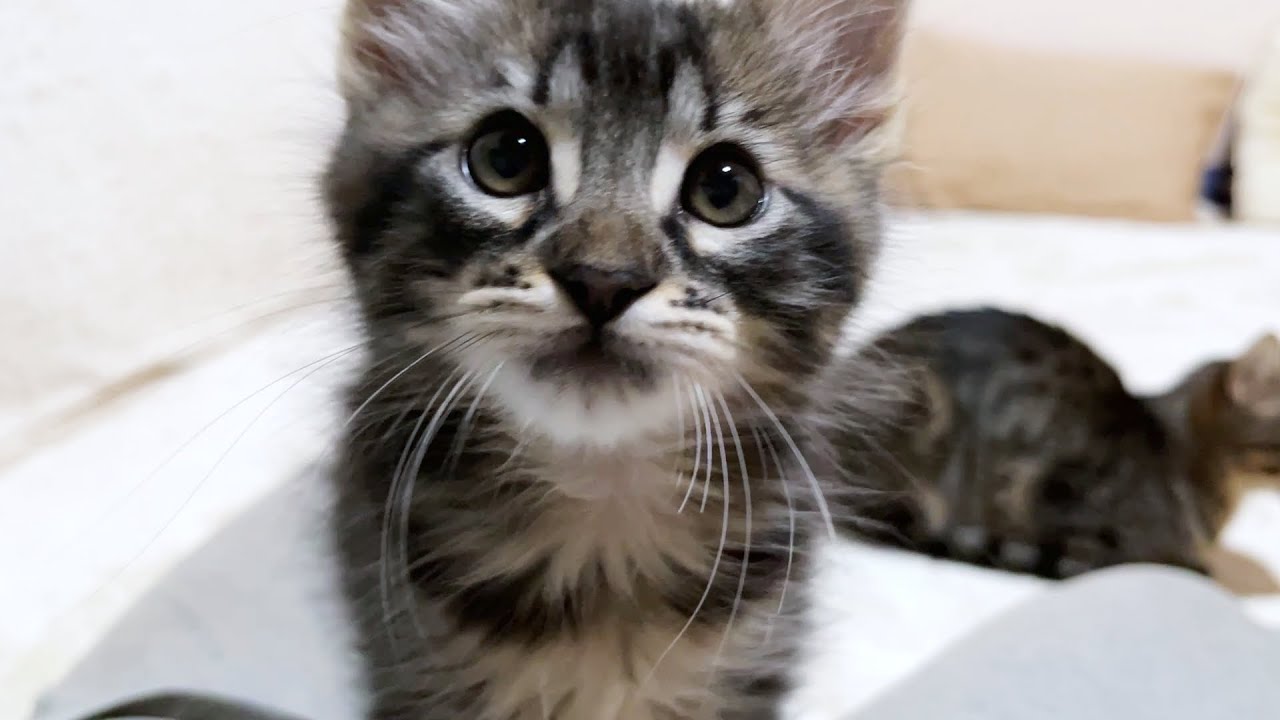 【癒し】疲れてしまった日は寝る前に子猫達を見ているだけで涙が出るのは私だけでしょうか…