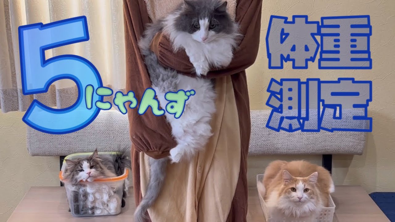 【体重測定】1歳ノルウェージャンフォレストキャット兄弟の成長が著しい😳😳😳