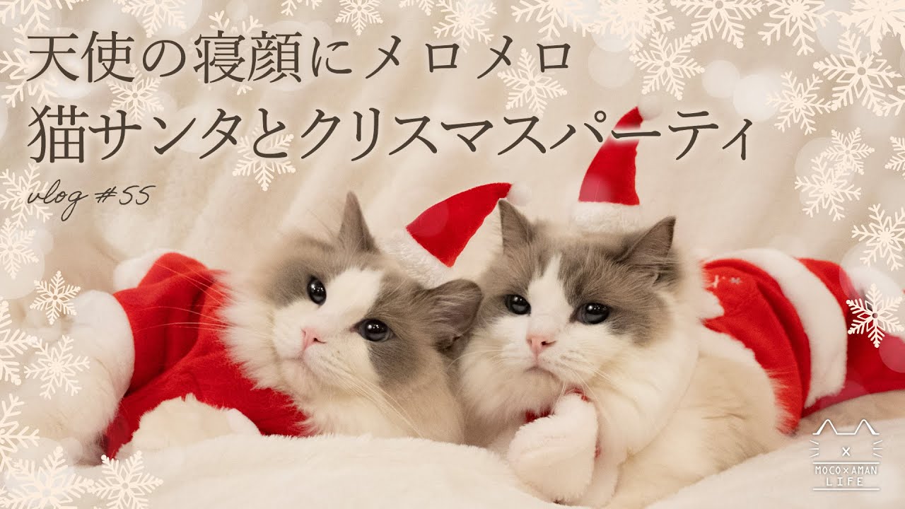 かわいい猫サンタへクリスマスディナーをプレゼント｜ラグドール猫 #55